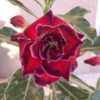 My grafted desert rose.