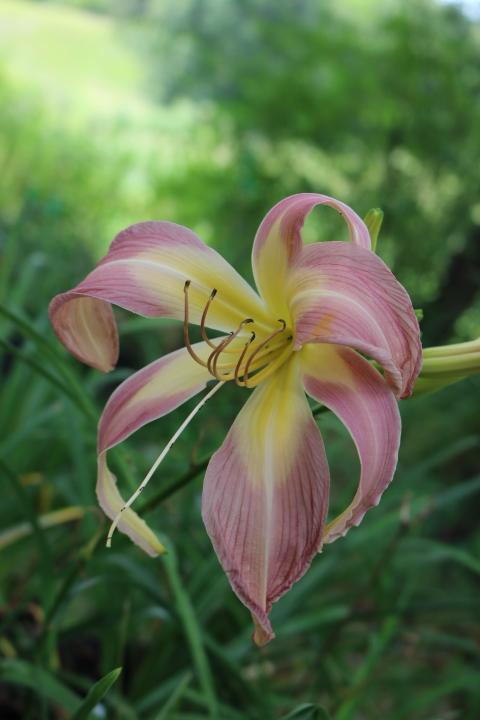 Photo of Daylily (Hemerocallis 'Orchid Corsage') uploaded by Hembrain