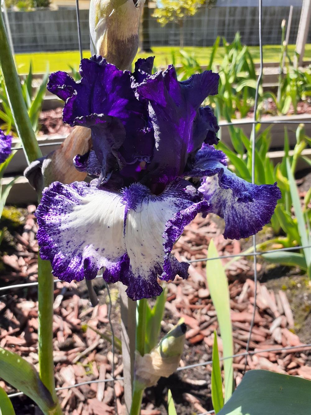 Photo of Tall Bearded Iris (Iris 'Grapetizer') uploaded by PaulaHocking