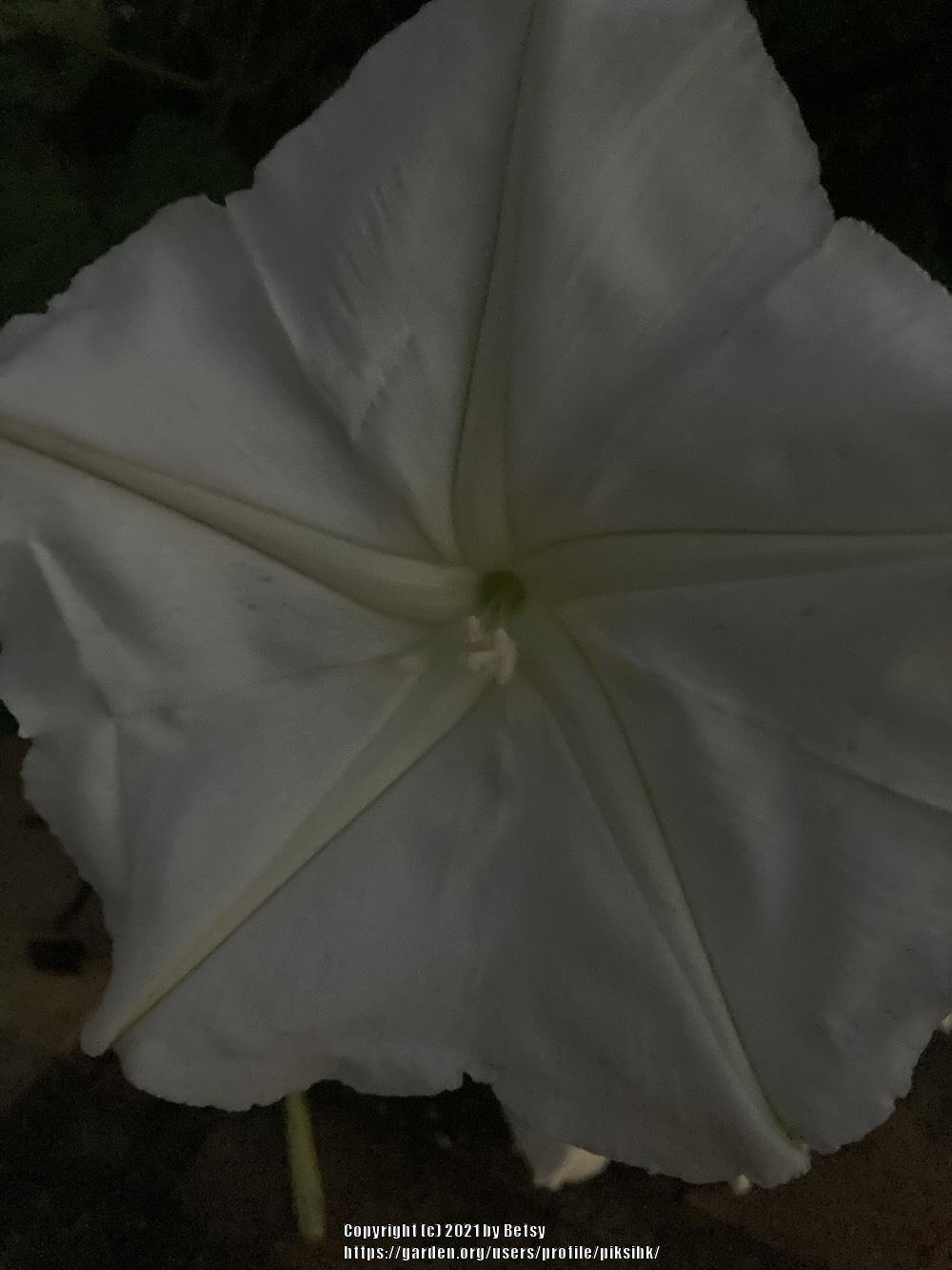 Photo of Moonflower (Ipomoea alba) uploaded by piksihk