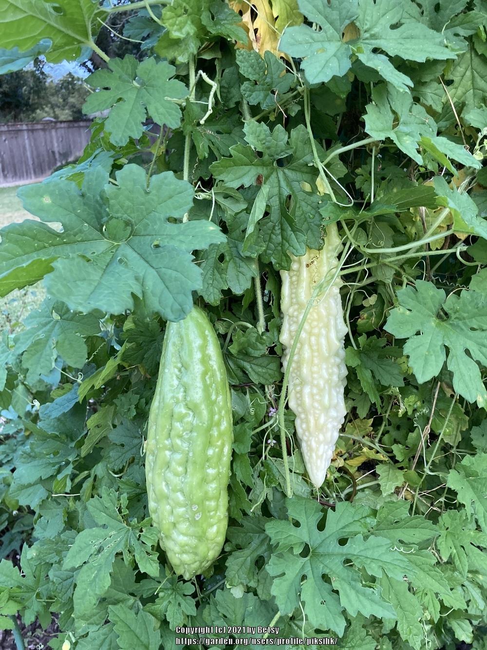 Photo of Bitter Gourd (Momordica charantia) uploaded by piksihk