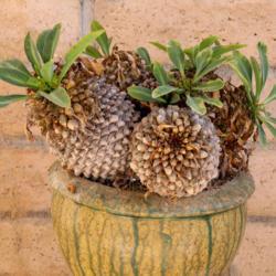 Location: Baja California
Date: 2021-10-15
Euphorbia (bupleurifolia x susannae) x bupleurifolia (female)