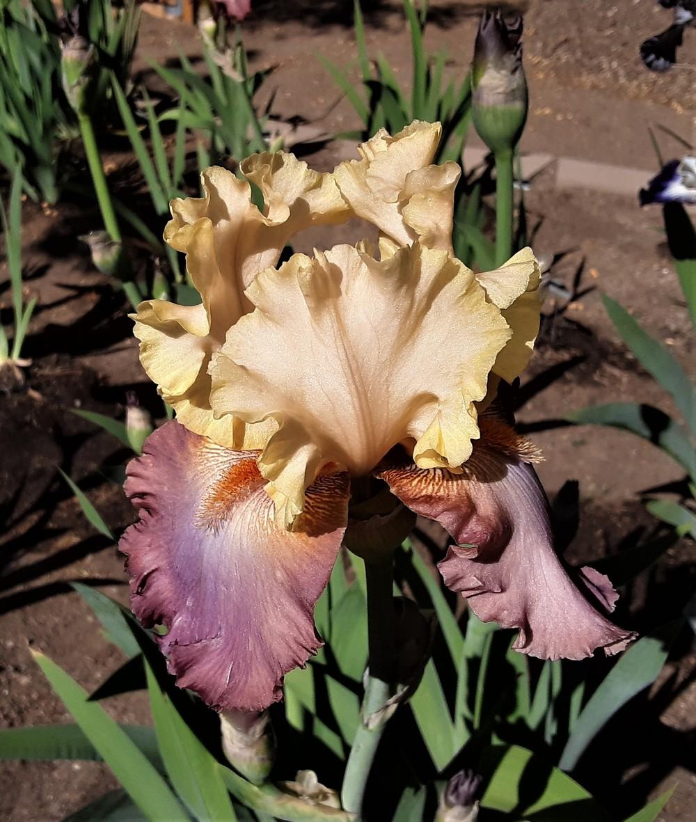 Photo of Tall Bearded Iris (Iris 'High Chaparral') uploaded by Bitoftrouble