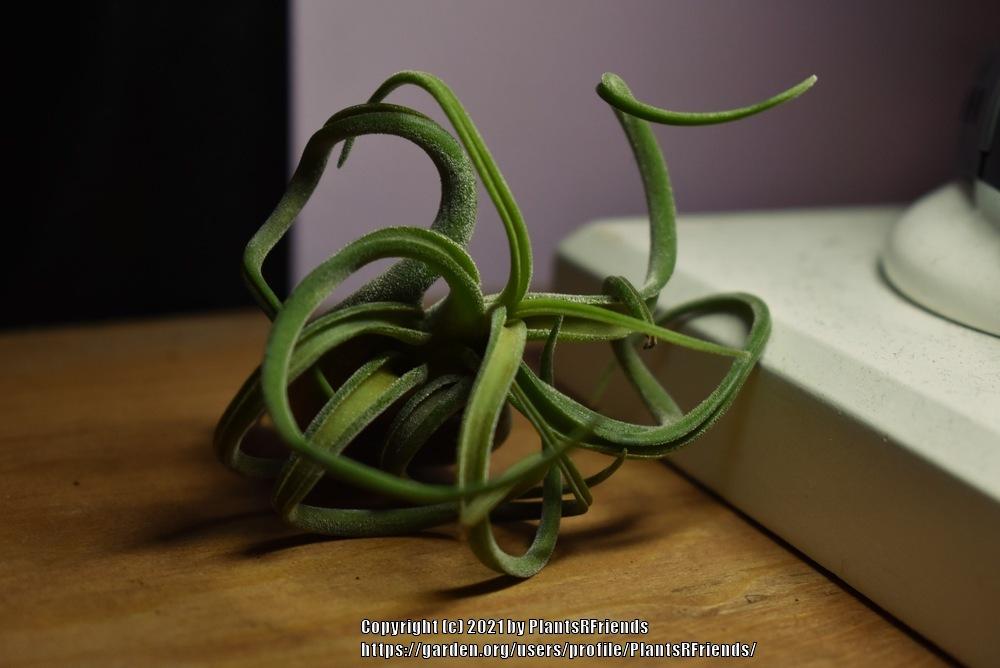 Photo of Medusa's Head (Tillandsia caput-medusae) uploaded by PlantsRFriends