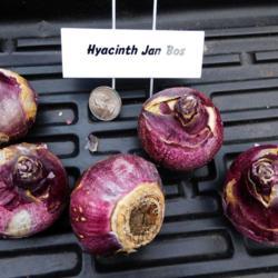 Location: Eagle Bay, New York
Date: 2021-10-14
Dutch Hyacinth (Hyacinthus orientalis 'Jan Bos')