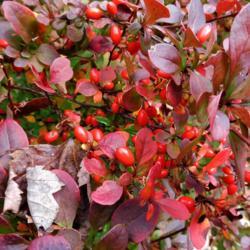 Location: Eagle Bay, New York
Date: 2021-10-14
Japanese Barberry (Berberis thunbergii 'Rose Glow') berries