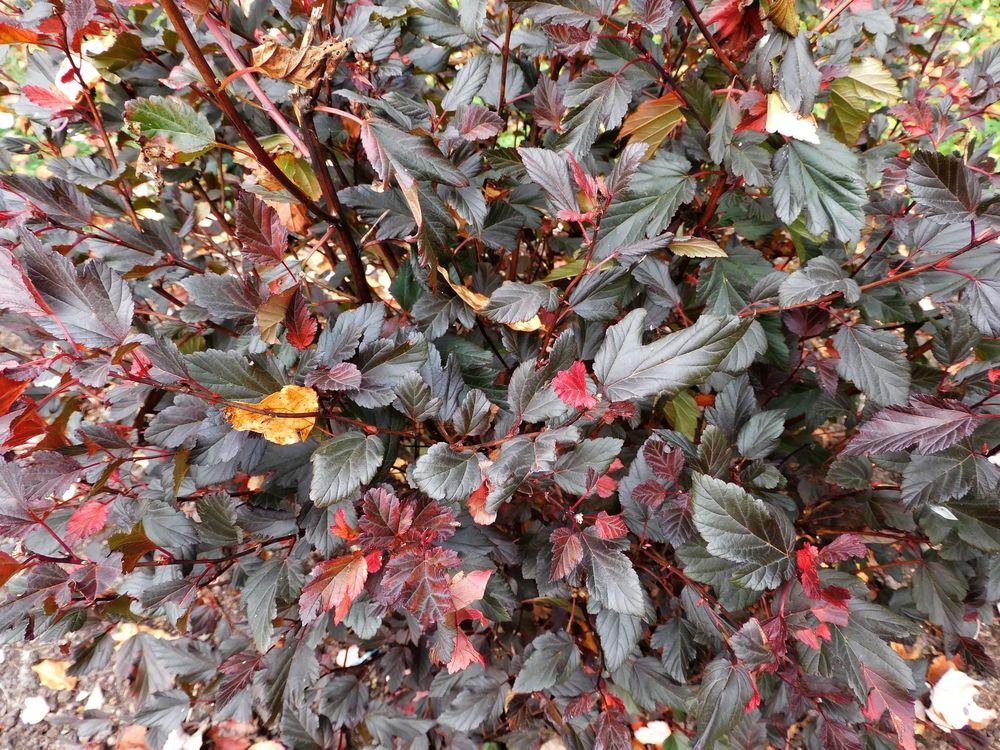 Photo of Eastern Ninebark (Physocarpus opulifolius Summer Wine®) uploaded by adknative