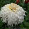 Chrysanthemum Herbie McCauley