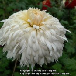 Location: Halls of Heddon nursery, Northumberland, England UK 
Date: 2021-10-16
Chrysanthemum Herbie McCauley