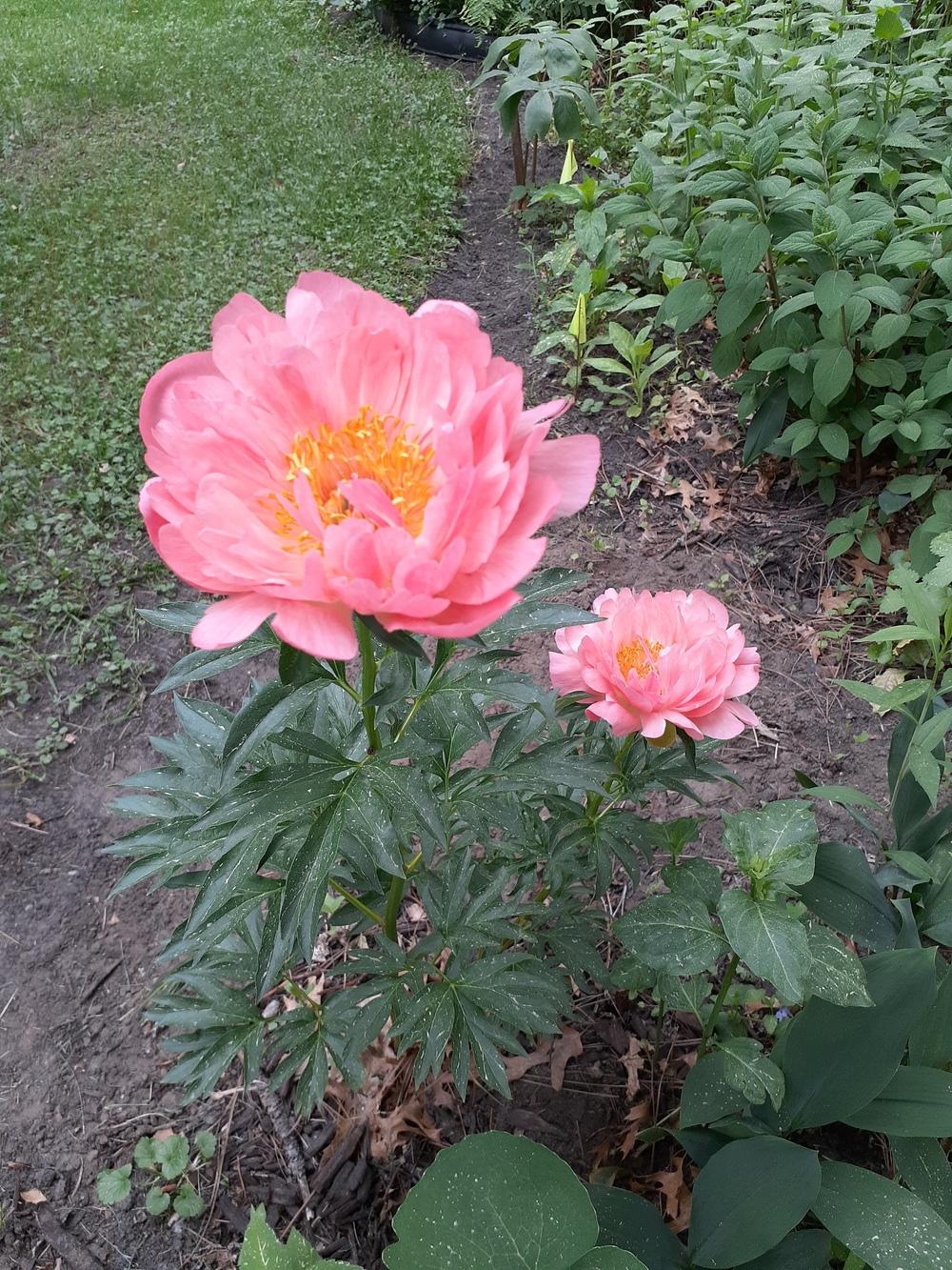 Photo of Peony (Paeonia 'Coral Sunset') uploaded by MNdigger