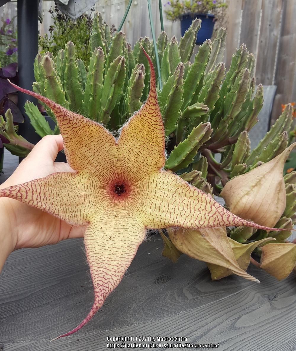 Photo of Starfish Plant (Ceropegia gigantea) uploaded by Macrocentra