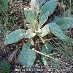 Location: Aberdeen, NC
Date: October 11, 2021
Common mullein #39; RAB p.944, 166-12-3 ; LHB p. 888, 179-7-5, "C