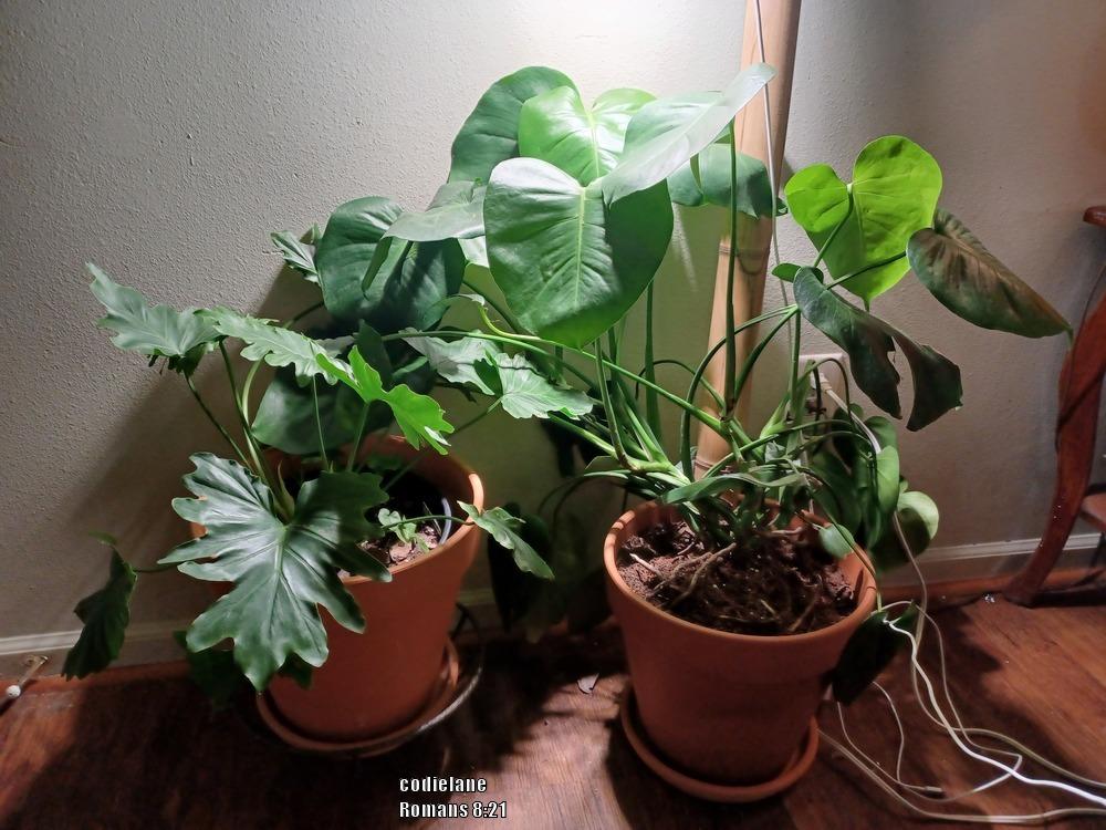 Photo of Split-Leaf Philodendron (Monstera deliciosa) uploaded by codielane