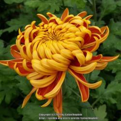 Location: Halls of Heddon nursery, Northumberland England UK
Date: 2021-10-16
Chrysanthemum Harold Lawson