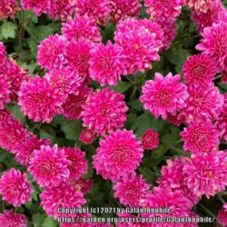 Location: Halls of Heddon nursery, Northumberland, England, UK
Date: 2021-10-16
Chrysanthemum Barbara