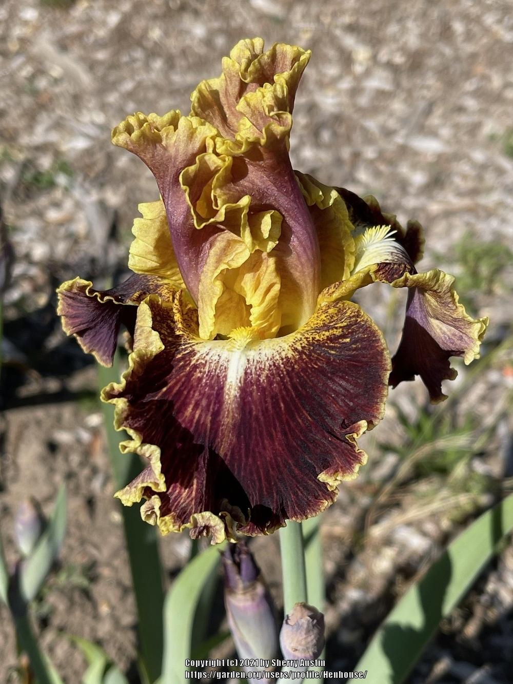 Photo of Tall Bearded Iris (Iris 'Volcanic Glow') uploaded by Henhouse
