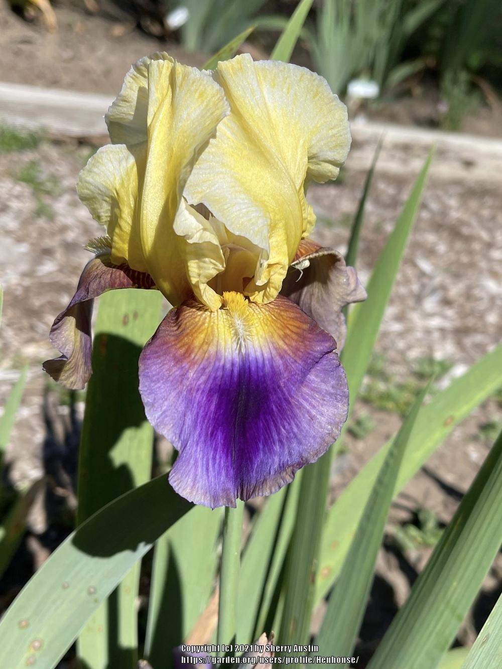 Photo of Tall Bearded Iris (Iris 'Gina the Gypsy') uploaded by Henhouse