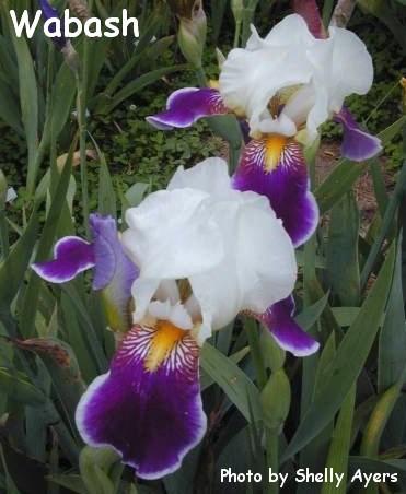 Photo of Tall Bearded Iris (Iris 'Wabash') uploaded by Joy