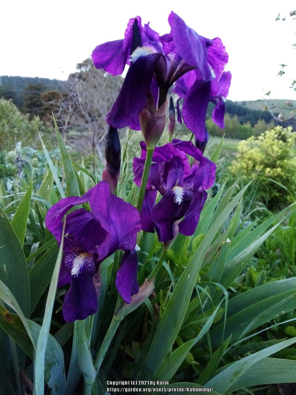 Photo of Intermediate Bearded Iris (Iris 'Crimson King') uploaded by Kahumingi