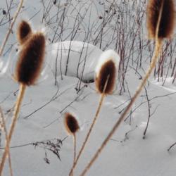 Location: Heathcote Ontario Canada
Date: 2002  December
Dipsacus sylvestris    Captures the snow for winter scenes