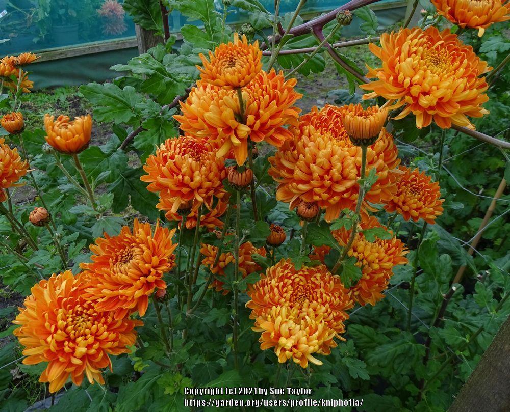 Photo of Mum (Chrysanthemum 'Astro') uploaded by kniphofia