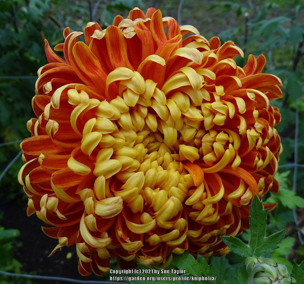 Photo of Mum (Chrysanthemum 'Hanenburg') uploaded by kniphofia
