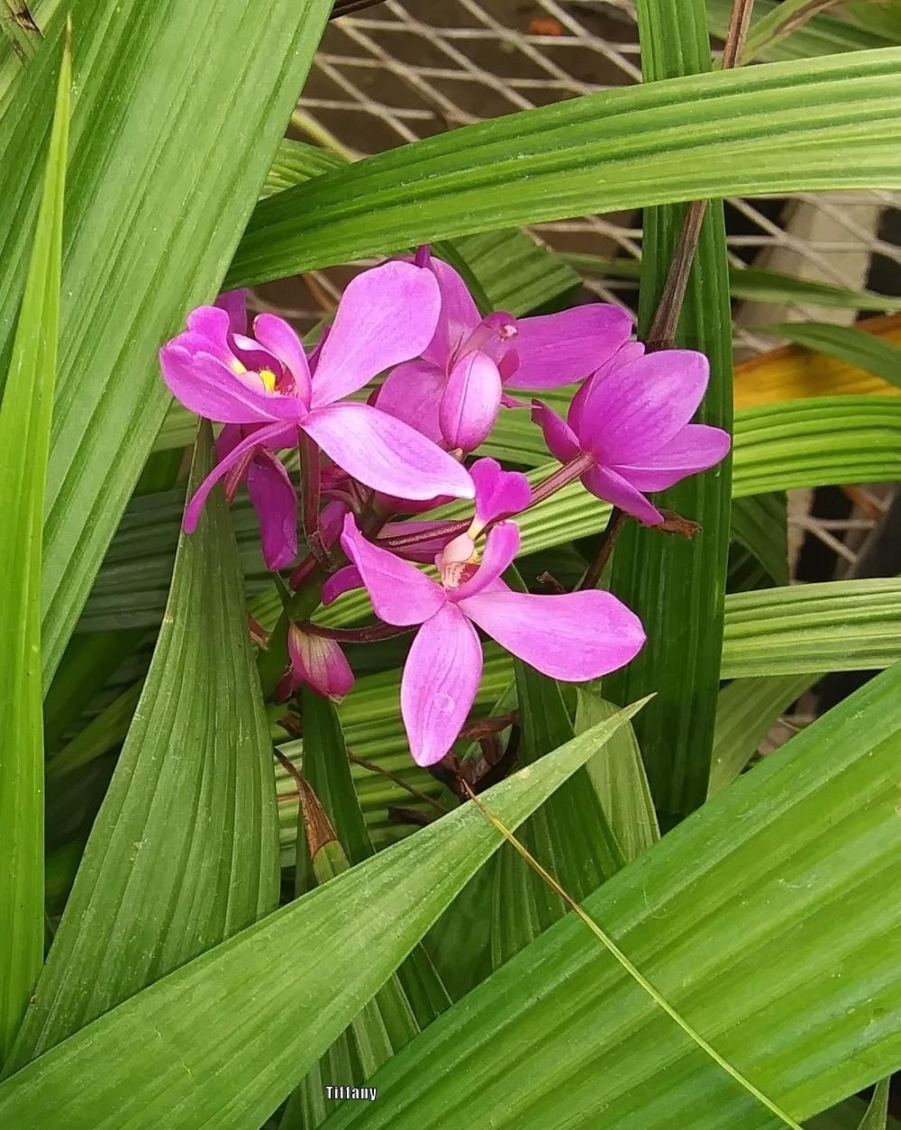 Photo of Philippine Ground Orchid (Spathoglottis plicata) uploaded by purpleinopp