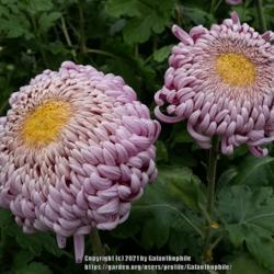 Location: Halls of Heddon nursery Northumberland England UK
Date: 2021-10-16
Chrysanthemum Lakelanders