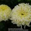 Chrysanthemum John Hughes