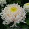 Chrysanthemum Kay Woolman