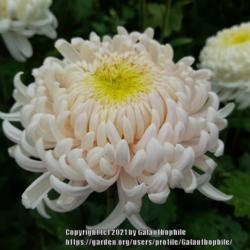 Location: Halls of Heddon nursery Northumberland England UK
Date: 2021-10-16
Chrysanthemum Kay Woolman