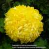 Chrysanthemum Yellow Billy Bell