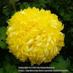 Location: Halls of Heddon nursery Northumberland England UK
Date: 2021-10-16
Chrysanthemum Yellow Billy Bell