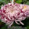 Chrysanthemum William Florentine