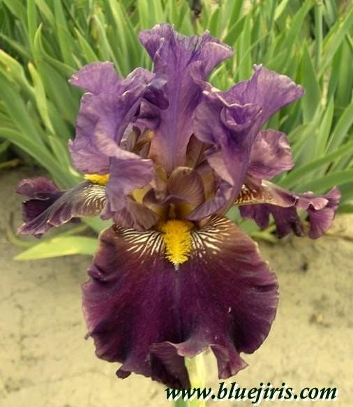 Photo of Tall Bearded Iris (Iris 'Miss Piggy') uploaded by Joy