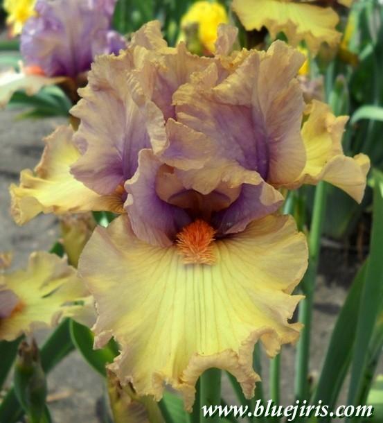 Photo of Tall Bearded Iris (Iris 'Cameo Appearance') uploaded by Joy