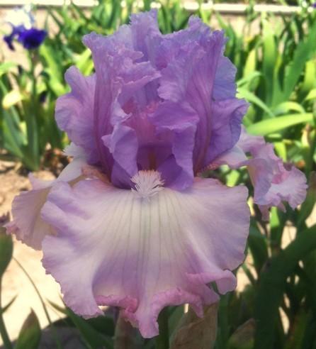 Photo of Tall Bearded Iris (Iris 'Dearie') uploaded by Joy