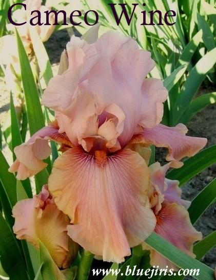 Photo of Tall Bearded Iris (Iris 'Cameo Wine') uploaded by Joy