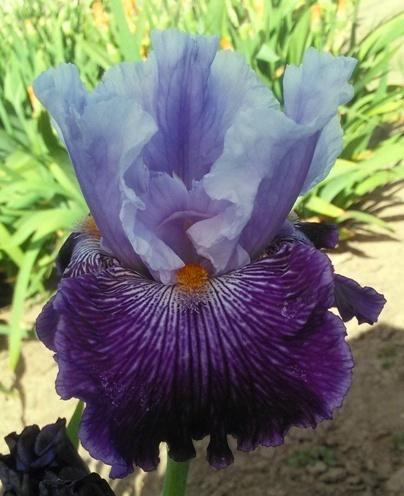Photo of Tall Bearded Iris (Iris 'Glacier Melt') uploaded by Joy
