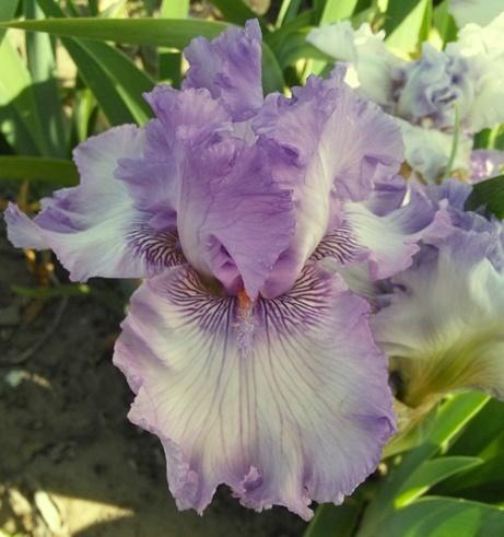 Photo of Tall Bearded Iris (Iris 'Sweet Geisha') uploaded by Joy