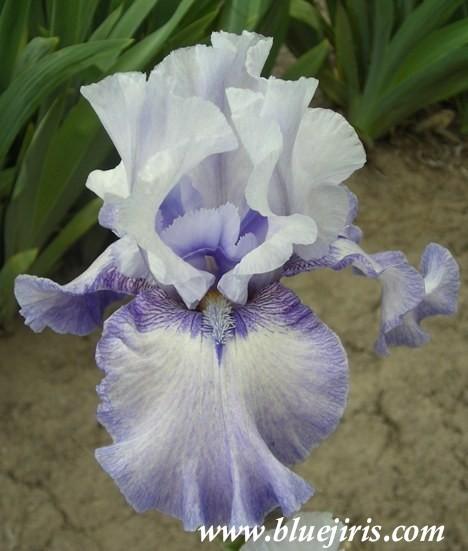 Photo of Tall Bearded Iris (Iris 'Handshake') uploaded by Joy