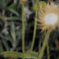 Location: Heathcote Ontario Canada
Date: 2000  August
Doronicum caucasicum'Magnificum'   An intriguing appearance of a 