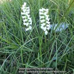 Location: Aberdeen, NC
Date: October 15, 2021
Ladies Tresses #41; RAB p. 346, 49-12-2; AG p. 501, 110-9-3,"Name