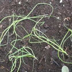 Location: Eagle Bay, New York
Date: 2021-05-07
from seeds, transplant into garden in April - Shallot (Allium cep