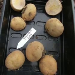 Location: Eagle Bay, New York
Date: 2021-05-07
Yukon Gold seed potatoes