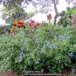 Location: Sebastian,  Florida
Date: 2021-10-18
Plumbago auriculata shrub