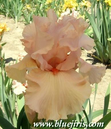 Photo of Tall Bearded Iris (Iris 'Larue Boswell') uploaded by Joy