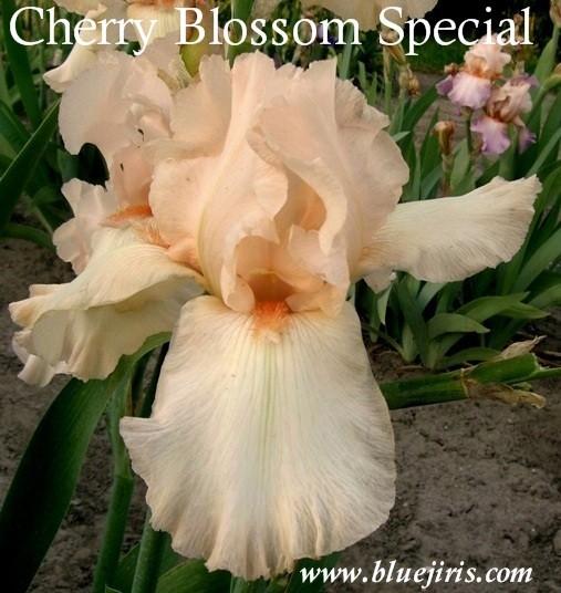 Photo of Tall Bearded Iris (Iris 'Cherry Blossom Special') uploaded by Joy