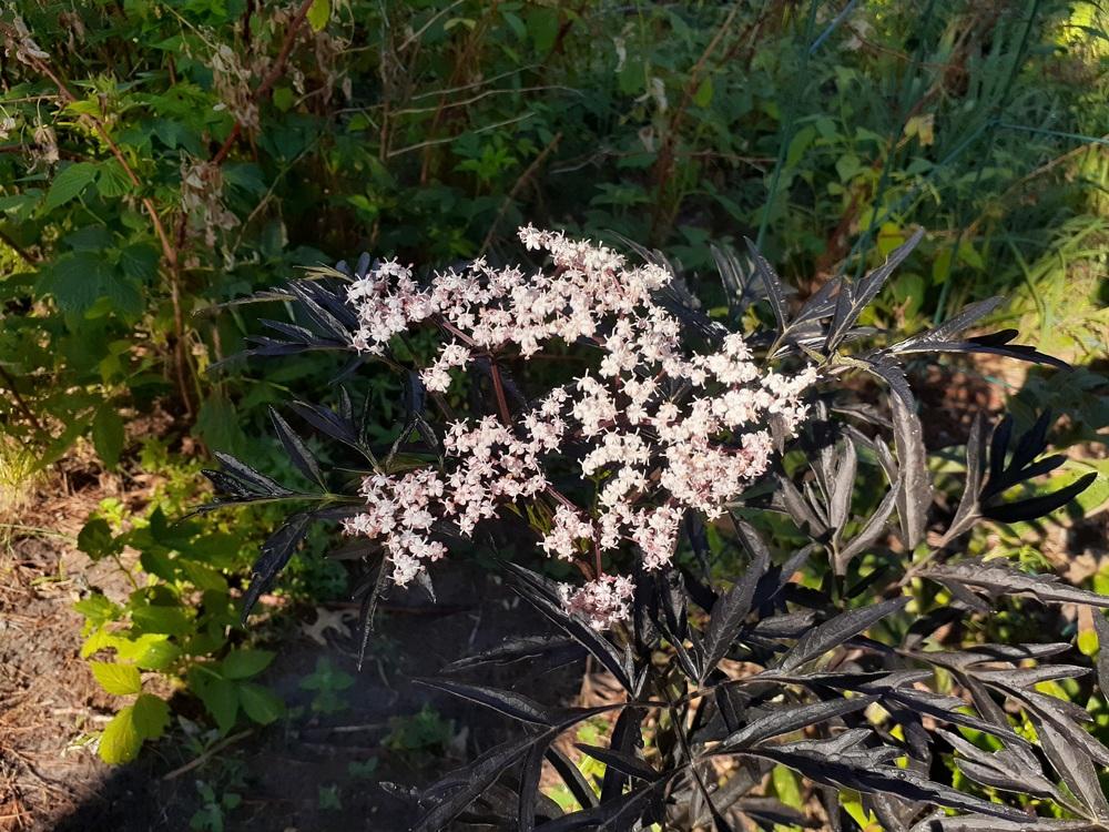Photo of Elderberry (Sambucus nigra Black Lace™) uploaded by MNdigger