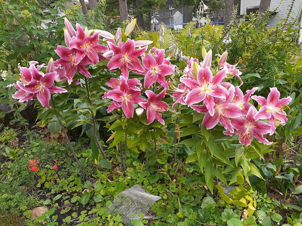 Photo of Oriental Lily (Lilium 'Star Gazer') uploaded by MNdigger